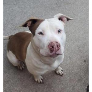 Image of Zoey, Lost Dog