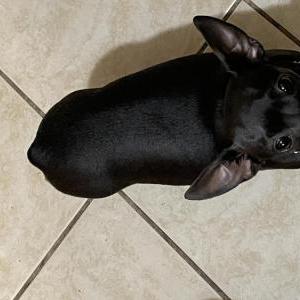 Image of Coco, Lost Dog