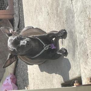 2nd Image of Coco, Lost Dog