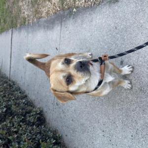 Image of Unknown, Found Dog