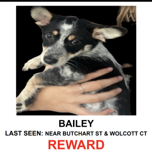 Image of BAILEY, Lost Dog
