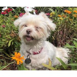 Image of Sammy, Lost Dog