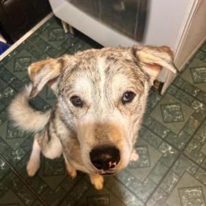 Image of Tank, Lost Dog