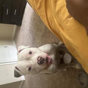 Image of Enzo, Lost Dog