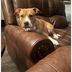 Image of Brandy, Lost Dog