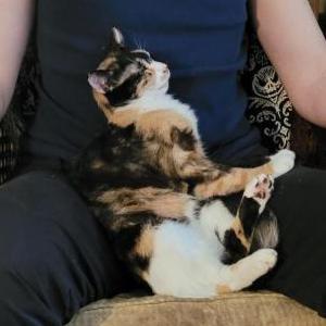 Image of Quinn, Lost Cat