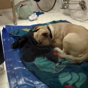 Image of Poppa, Lost Dog