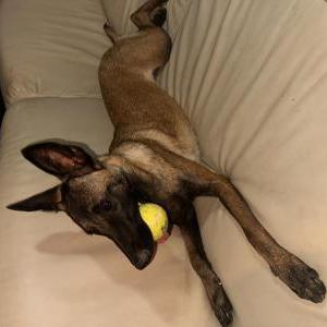 Image of Delta, Lost Dog