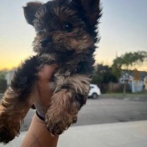 Image of Chapo, Lost Dog