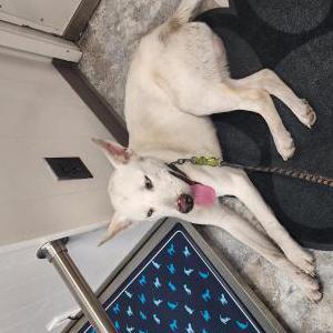 Image of unknown, Found Dog