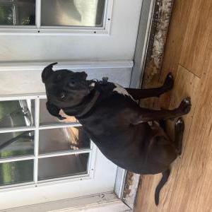 Image of Snoopy, Lost Dog