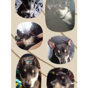 Image of Chito, Lost Dog