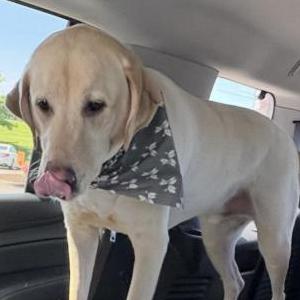 Image of Winston, Lost Dog