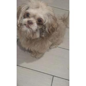 Image of Simba, Lost Dog