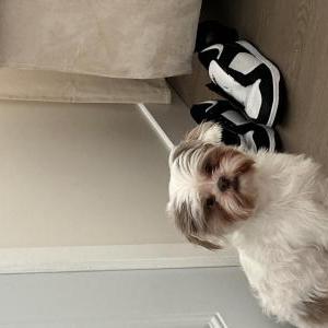 Image of Archie, Lost Dog