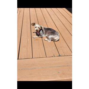 Image of Missy, Lost Dog