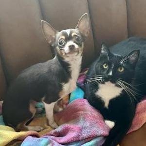 Image of Cricket, Lost Dog