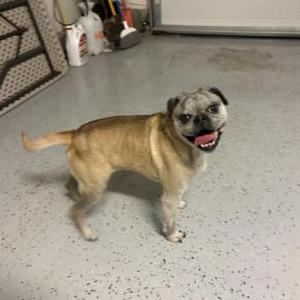 Image of Unknown, Found Dog