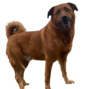 Image of Hank, Lost Dog