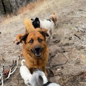 2nd Image of Hank, Lost Dog