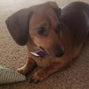 Image of Buttercup, Lost Dog