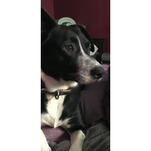 Image of Maynard, Lost Dog