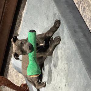 Image of Unknown, Found Dog