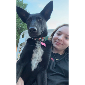 Image of Willow, Lost Dog