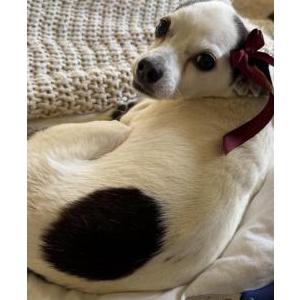 Image of Sophia, Lost Dog