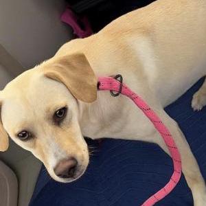 Image of SNOW, Lost Dog