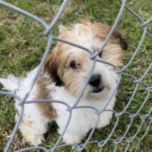 Image of bonita, Lost Dog