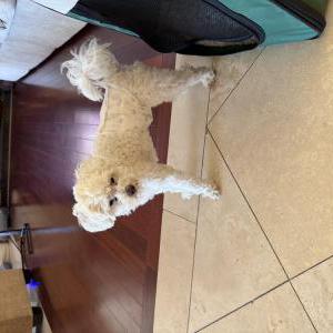 Image of unknown, Found Dog