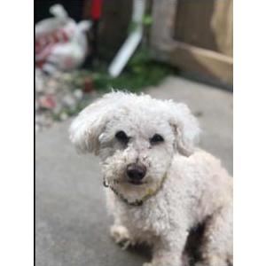 Image of Maly, Lost Dog