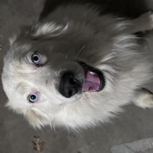 Image of Unknown, Found Dog