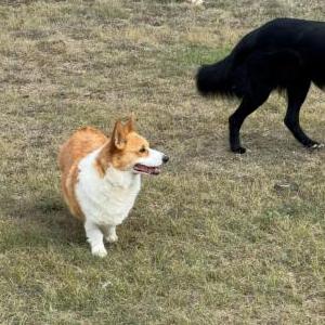 Image of Ivar, Lost Dog