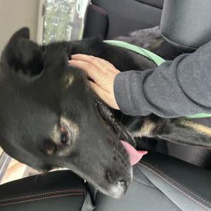 Image of Unkown, Found Dog