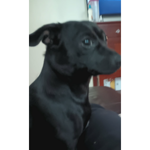 Image of Poppy, Lost Dog