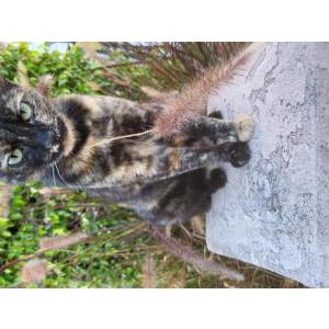 Image of Jewel, Lost Cat