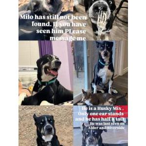 Image of Milo, Lost Dog