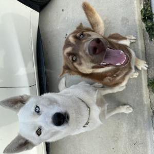Image of Luna and Grace, Lost Dog