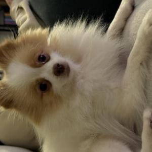 Image of Pancake, Lost Dog