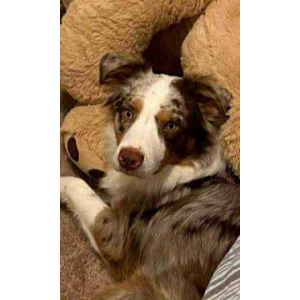 Image of Bruno, Lost Dog