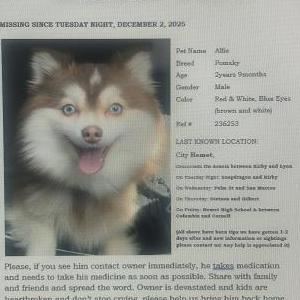 Image of Alfie, Lost Dog