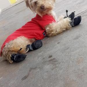 Image of Dinero, Lost Dog