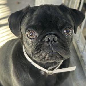 Image of Unknown, Found Dog