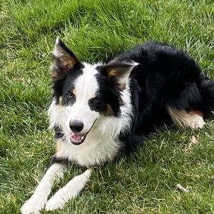 Image of Max, Lost Dog