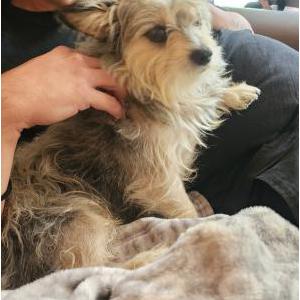 Image of Richard, Lost Dog