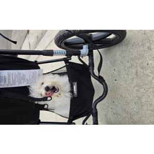 Image of unknown, Found Dog