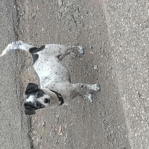 Image of Dylan, Lost Dog