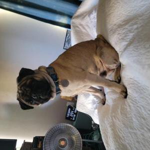 Image of Cooper, Lost Dog